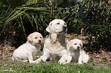 LABRADOR 1044